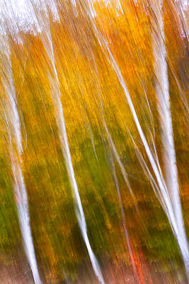 Wall Art featuring the photograph Autumn Impressions Four Birch Trees by Jeff Sinon