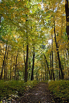 Fall Photograph - Autumn In UW Arboretum In Madison Wisconsin by Natural Focal Point Photography