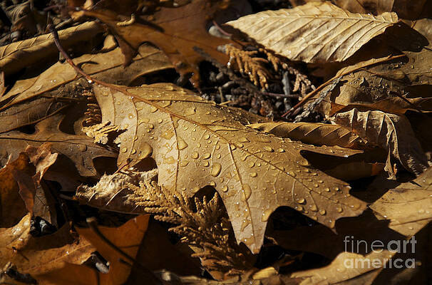 Wall Art featuring the photograph Autumn Leaf At Dawn by Owen Weber