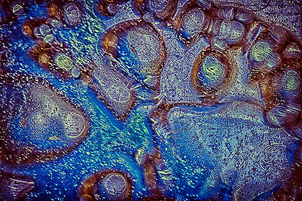 Photograph - Autumn Colors Sing The Blues by Omaste Witkowski