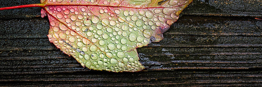 Wall Art featuring the photograph Autumn Raindrops Maple Leaf In The Rain by Jeff Sinon