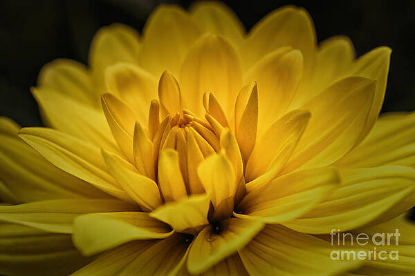 Wall Art featuring the photograph Awakening by Mary Lou Chmura