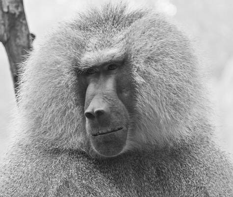 Wildlife Wall Art featuring the photograph Baboon In Black And White by Jonny D