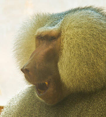 Wildlife Wall Art featuring the photograph Baboon In The Sun by Jonny D