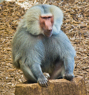 Wildlife Wall Art featuring the photograph Baboon On A Stump by Jonny D