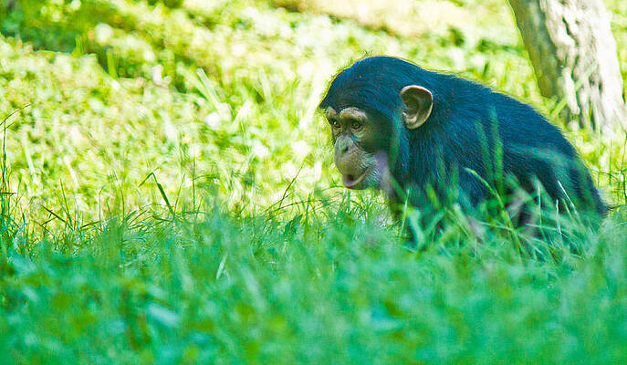 Wildlife Wall Art featuring the photograph Baby Chimp In The Grass by Jonny D