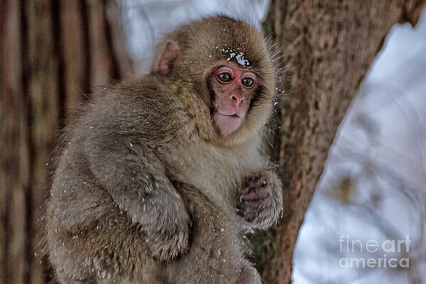 Winter Photograph - Baby Japanese Macaque by Natural Focal Point Photography