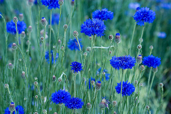 Wall Art featuring the photograph Bachelor Buttons by Lisa Chorny