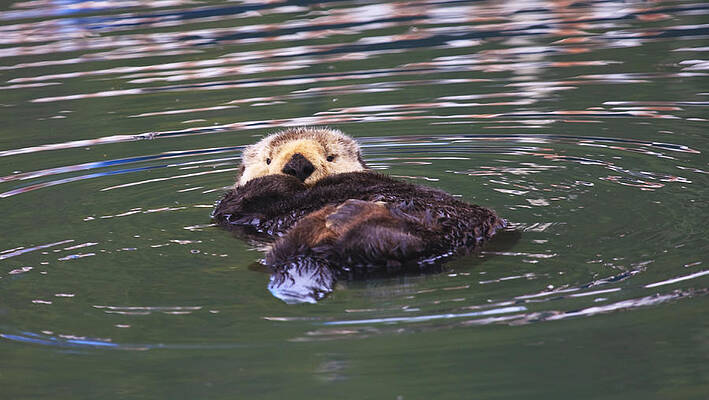 Sea Photograph - Back Bay Bob by Beth Sargent