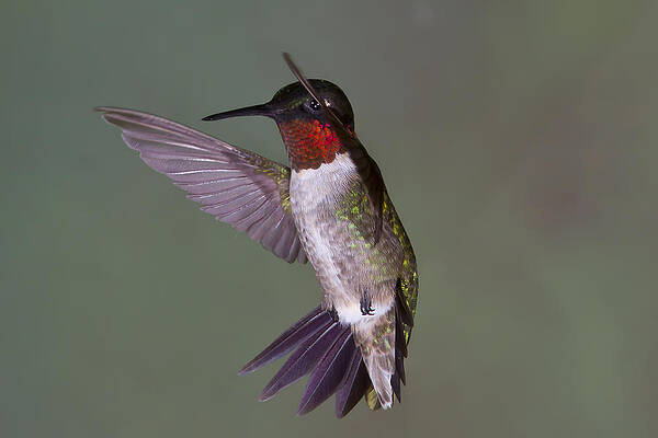 Photograph - Back Peddling by Jim E Johnson