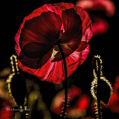 Backlit Poppy by Fred Denner