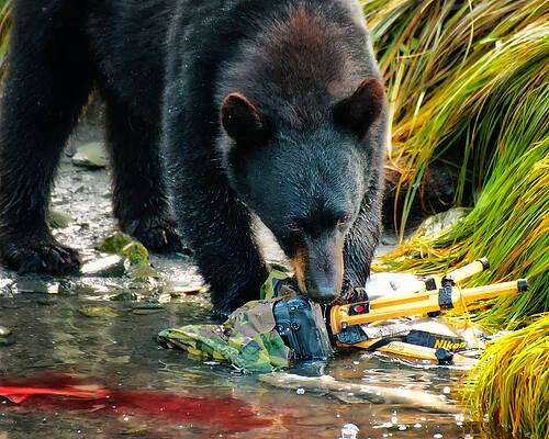 Bear Wall Art featuring the photograph Bad Day For Nikon by Ghostwinds Photography
