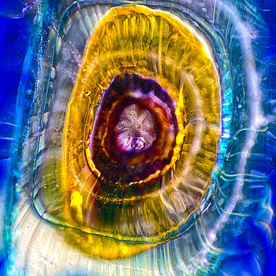 Wall Art featuring the photograph Badge Of Honor by Omaste Witkowski