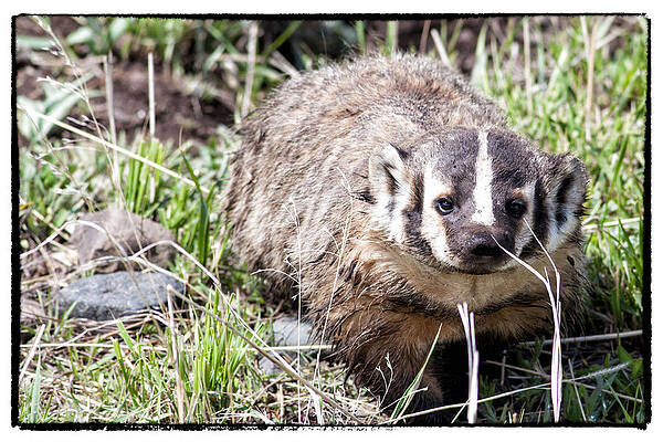 Wisconsin Photograph - Badger In Yellowstone by Natural Focal Point Photography