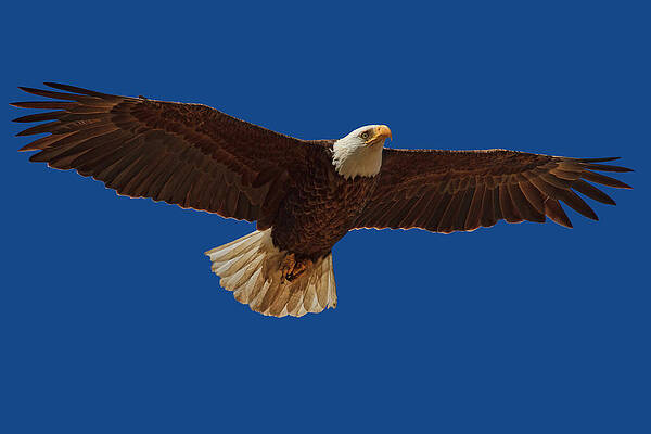 Country Wall Art featuring the photograph Bald Eagle Close Encounter by Beth Sargent