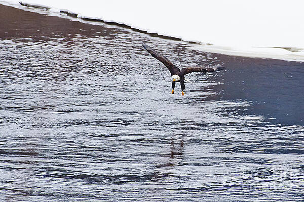 Wildlife Photograph - Bald Eagle by Steven Ralser