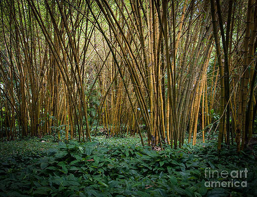 Wall Art featuring the photograph Bamboo Grove by Blake Webster