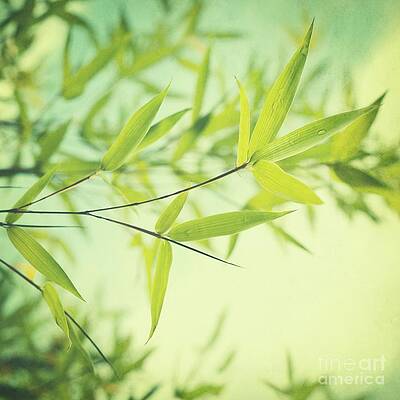 Bamboo Leaves in Sunlight Wall Art