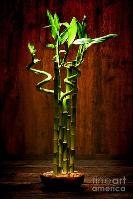 Twisting Bamboo on Wooden Background Wall Art
