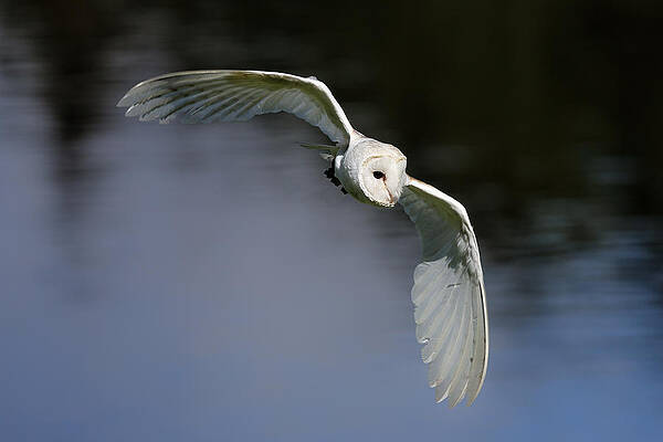 Bird Wall Art featuring the photograph Barn Owl by Grant Glendinning