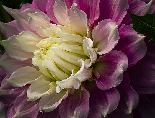 Beautiful Photograph - Bashful Dahlia by Jean Noren