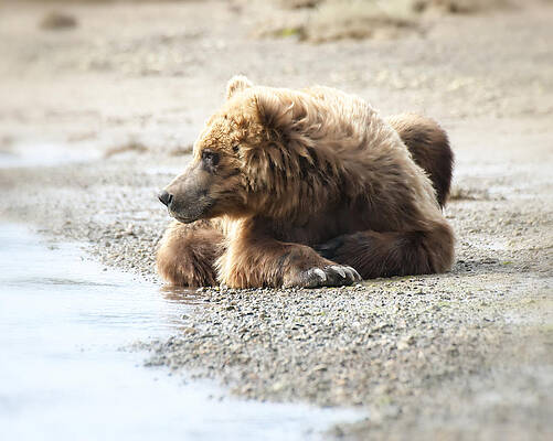 Bear Wall Art featuring the photograph Beach Dreams by Ghostwinds Photography