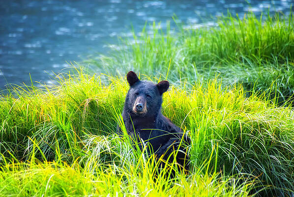 Bear Wall Art featuring the photograph Bear Grass by Ghostwinds Photography