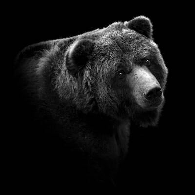 Majestic Grizzly Bear Portrait Wall Art