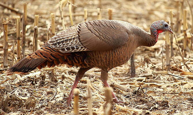 Wild Photograph - Bearded Wild Turkey Hen by Dale Kauzlaric