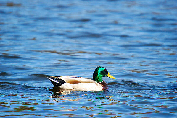 Color Photograph - Beautiful Male Mallard by Crystal Wightman
