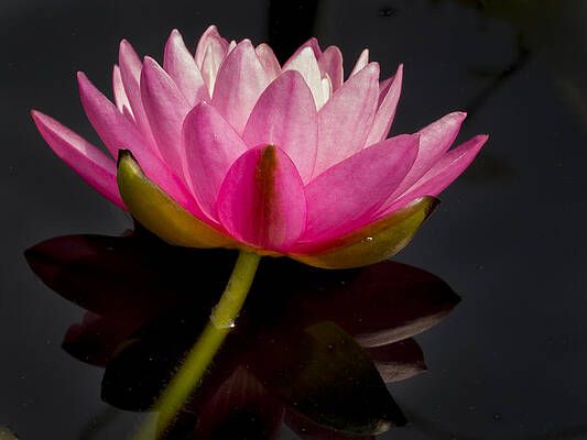 Dramatic Wall Art featuring the photograph Beautiful Pink Hardy WaterLily by Jean Noren