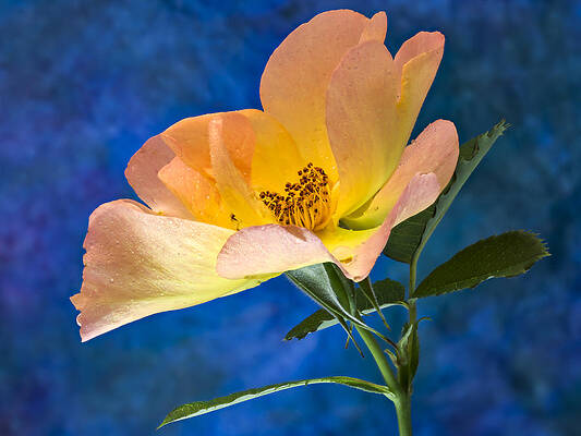 Beautiful Photograph - Beautiful Single Rose by Jean Noren