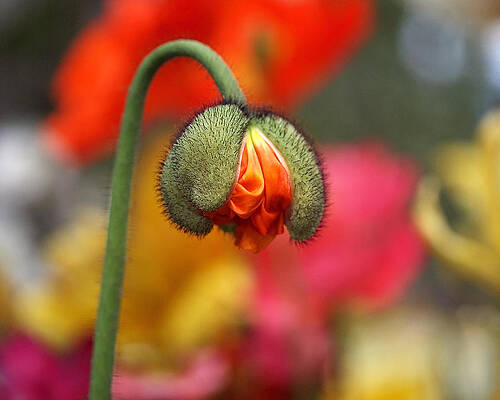 Wall Art featuring the photograph Beautiful Ugly by Rona Black