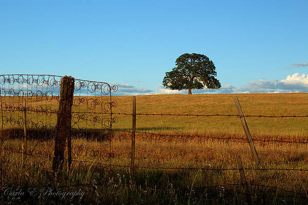Tree Photograph - Bed Spring Fence by Carla E