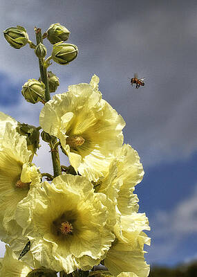 Sky Wall Art featuring the photograph Bee Approaching by Shirley Mitchell