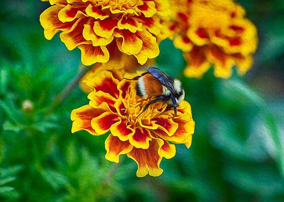 Summer Painting - Bee My Friend Miss Marigold by Omaste Witkowski
