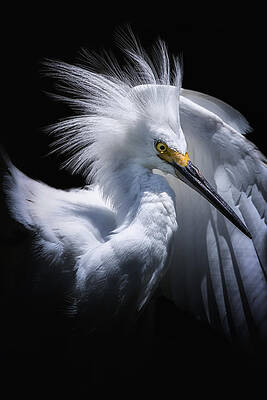 Wall Art featuring the photograph Behind The Curtain by Ghostwinds Photography