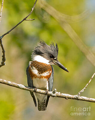 Marsh Photograph - Belted Kingfisher 2 by Natural Focal Point Photography