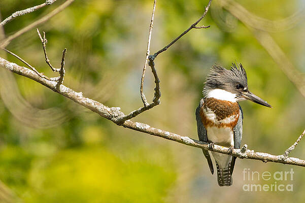 Marsh Photograph - Belted Kingfisher by Natural Focal Point Photography