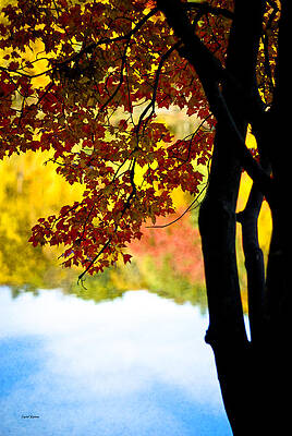 Color Photograph - Beneath The Leaves by Crystal Wightman