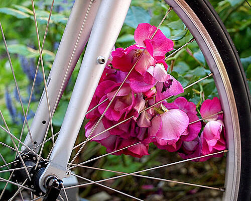 Bicycle with Pink Flowers Wall Art
