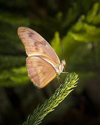 Beautiful Photograph - Best Side Of The Butterfly by Jean Noren