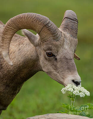 Glacier National Park Photograph - Bighorn Sheep Headshot In Glacier by Natural Focal Point Photography