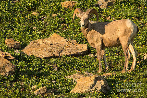 Glacier National Park Photograph - Bighorn Sheep Ram In Glacier 2 by Natural Focal Point Photography