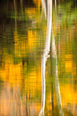 Wall Art featuring the photograph Birch Reflections by Jeff Sinon