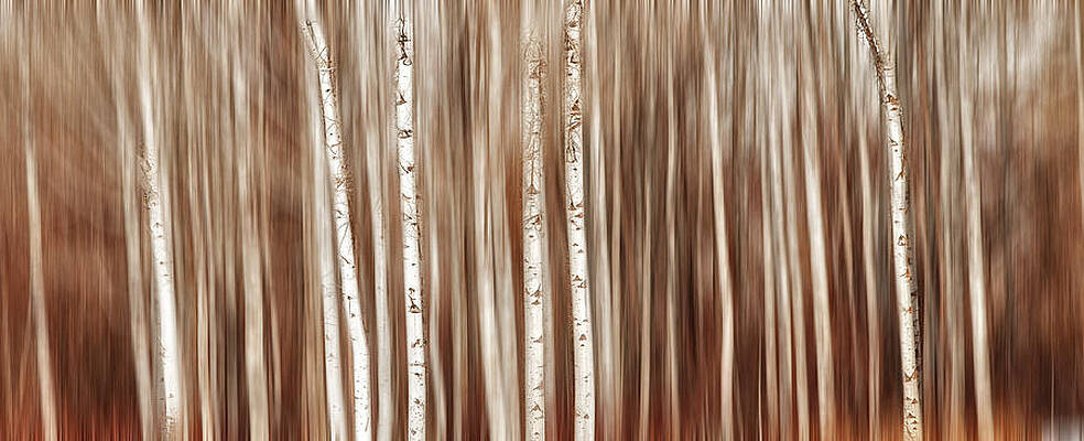 Wall Art featuring the photograph Birches In Motion by Mary Jo Allen