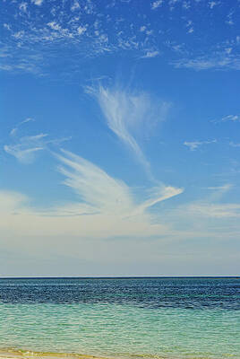 David Photograph - Bird Cloud by David Hart