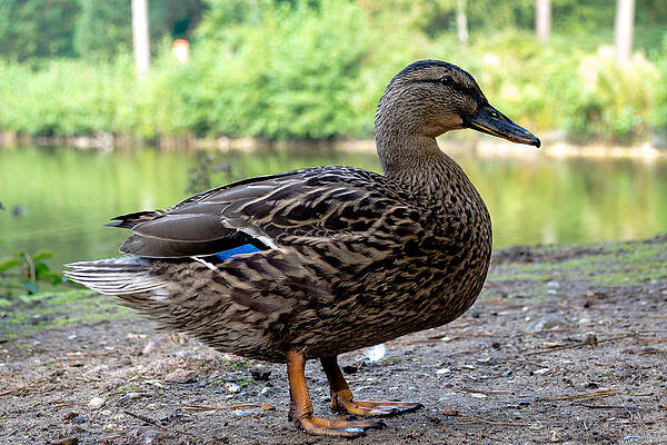 Wild Photograph - Bird - Gadwall Duck Profile by Scott Lyons