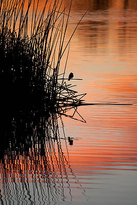 Wall Art featuring the photograph Bird Silhouette by Lisa Chorny