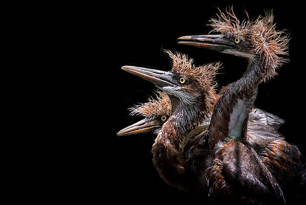 Wall Art featuring the photograph Bird Talk by Ghostwinds Photography